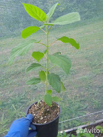 Гортензия древовидная Стронг Аннабель