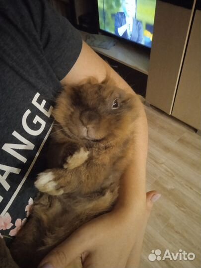 Ищем девочку для случки