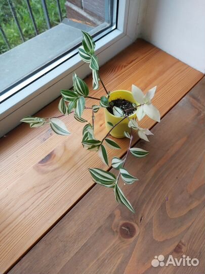 Традесканция