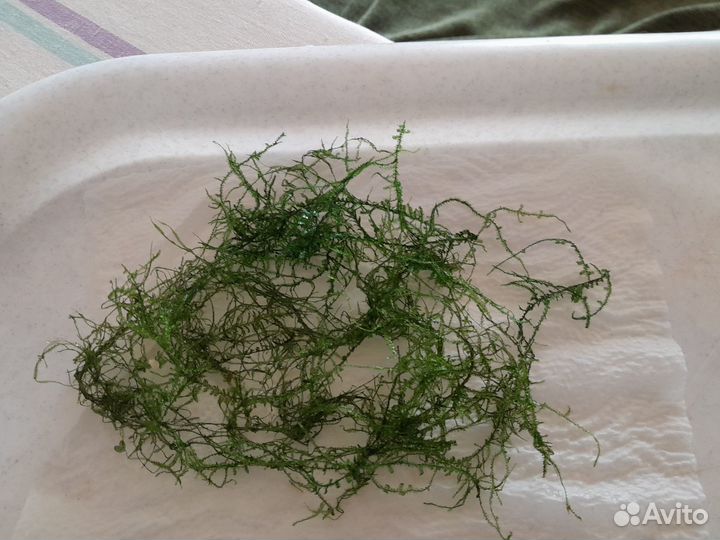 Мох для аквариума