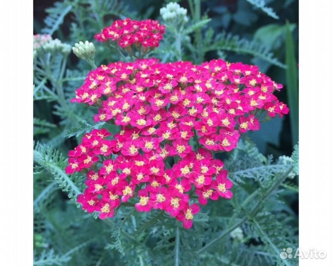 Тысячелистник обыкновенный Summerwine