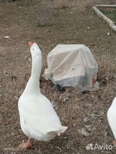 Продаю гусей
