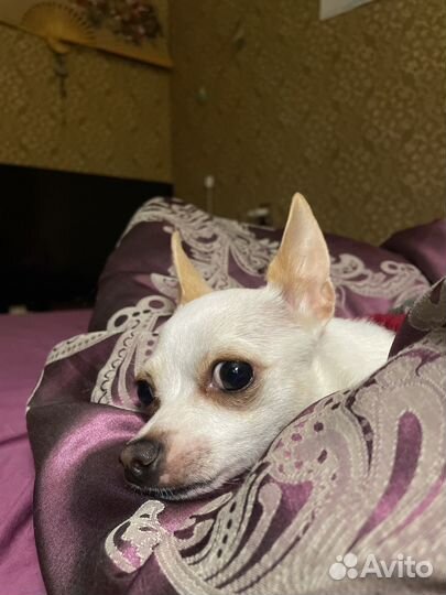 Девушка чихуахуа познакомится с мужчиной чихуахуа