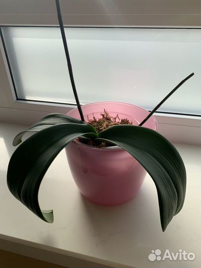 Стеклянные кашпо