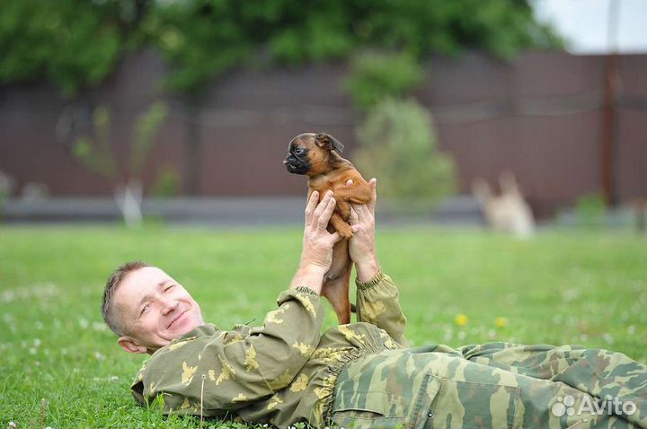 Дрессировка собак,коррекция