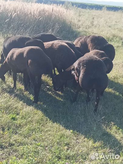 Овцы бараны, на (племя) развод