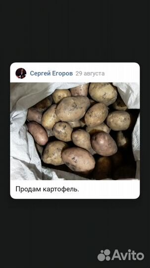 Подам картофель крупный