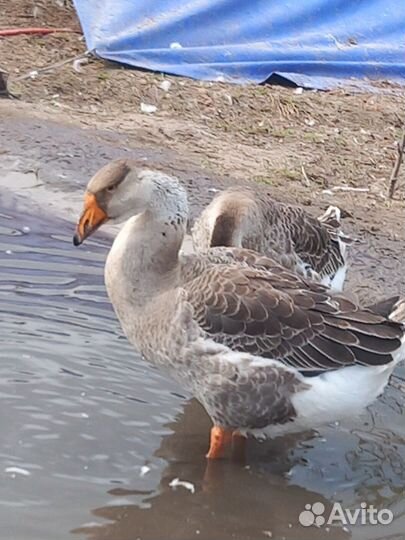 Холмогорские гуси