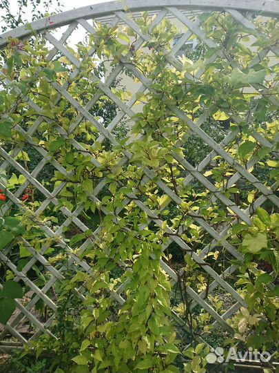 Саженцы лимонника