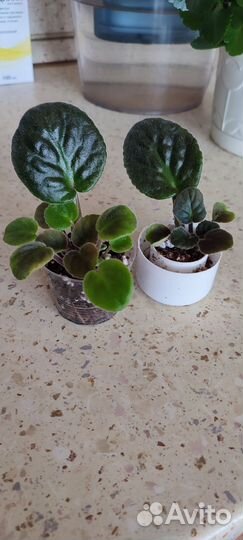 Детки фиалки бесплатно