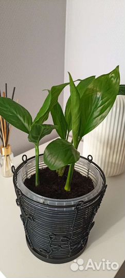 Спацифилум