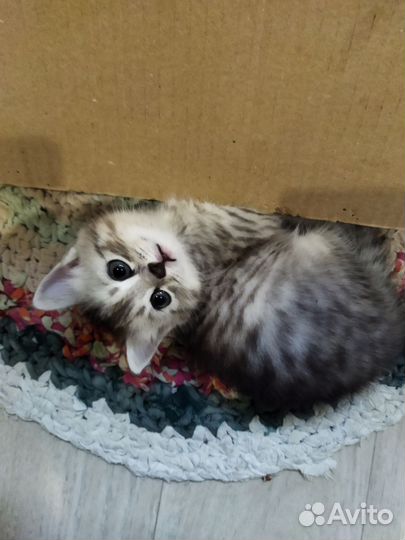 Котенок (мальчик), 1.5 месяца