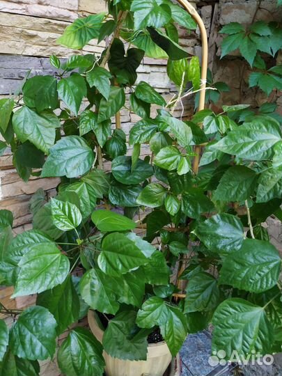 Комнатные цветы шефлера