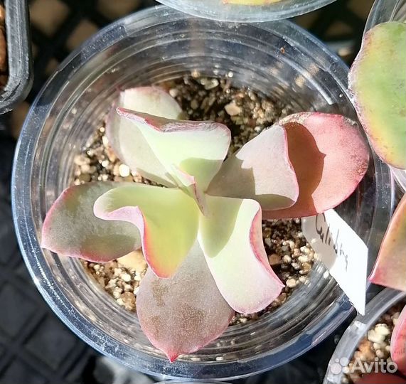 Суккуленты 2