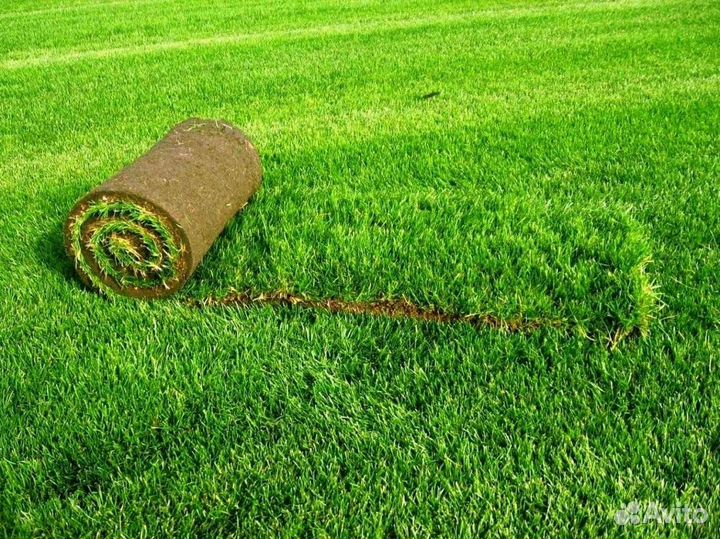 Газон рулонный Стандартный под ключ