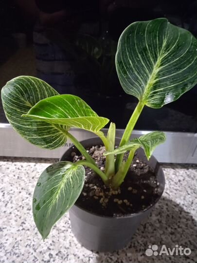 Филодендрон