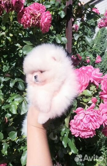 Мальчик Мишка Померанский шпиц