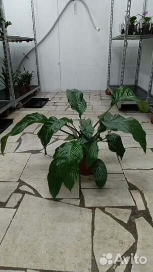 Такка черная