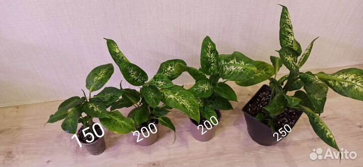 Диффенбахия кустовая