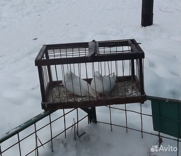 Продажа голубей