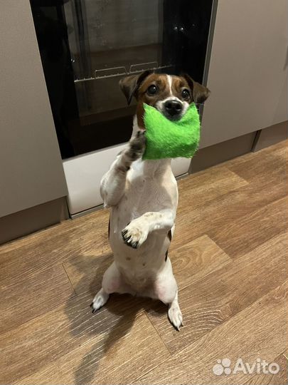 Щенки джек рассел терьер