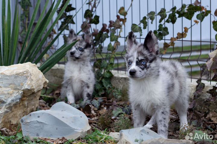 Помски, мини хаски окраса мерль