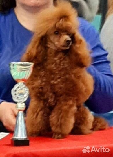 Той пудель на вязку