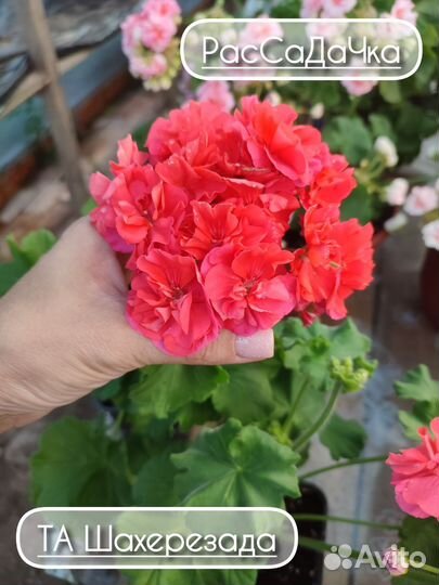 Пеларгония сортовая та Шахерезада
