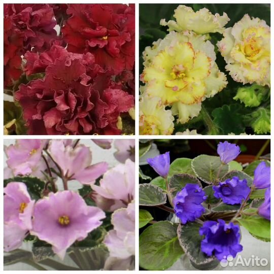 Новинки сортовых фиалок