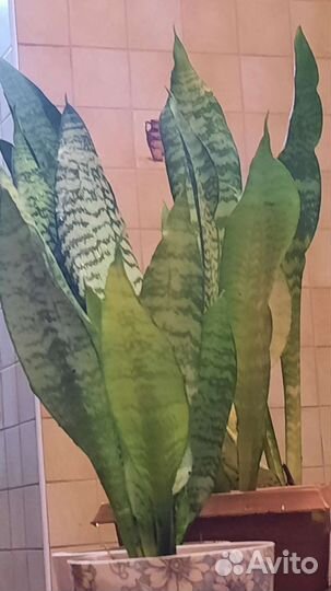 Сансевиерия