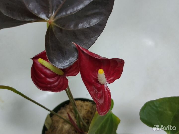 Антуриум Деликата