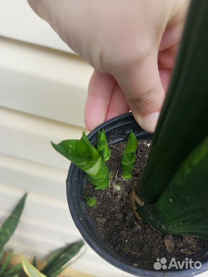 Сансевиерии