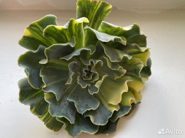 Редкие вариегатные суккуленты