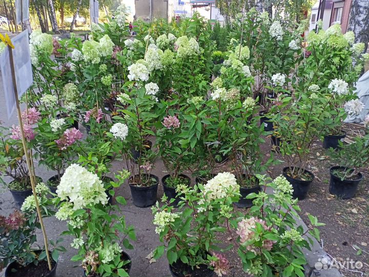 Продажа Гортензии разных сортов