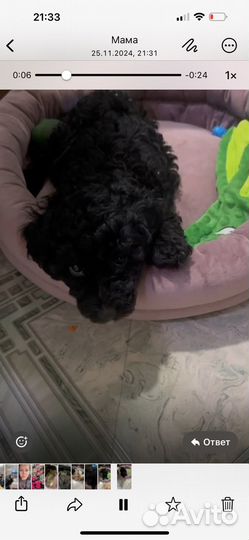 Щенки той пуделя