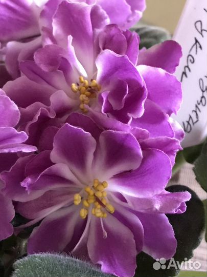 Сортовые фиалки