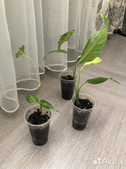 Спатифиллум