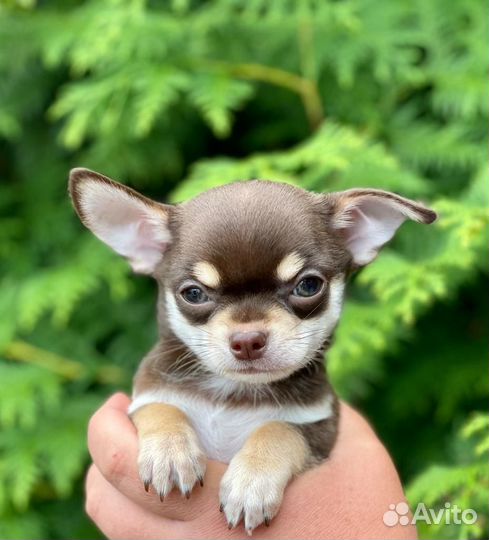 Щенки чихуахуа