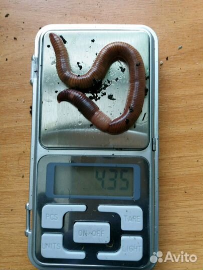 Черви Дендробена