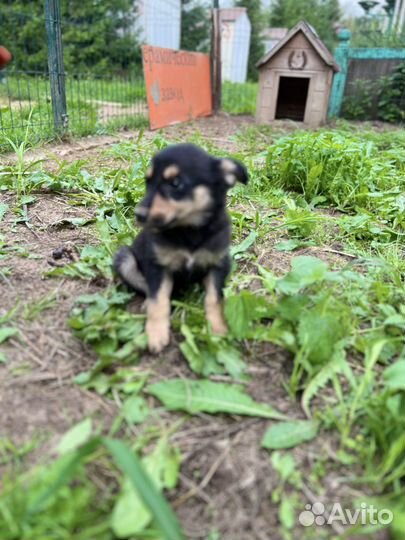 Симпатяга Микки ищет дом