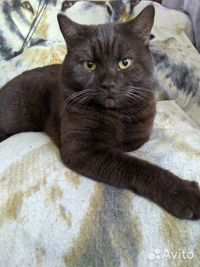 Британский кот вязка бесплатно