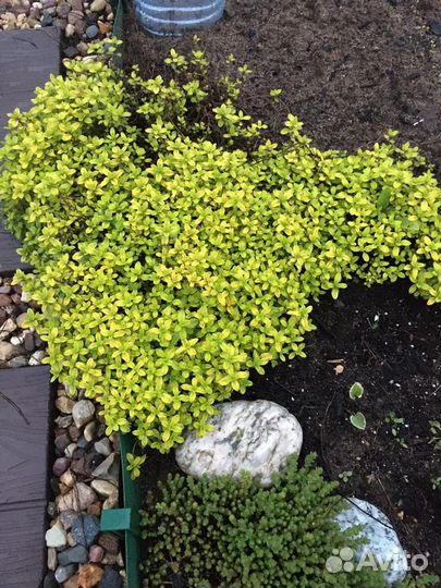 Тимьян японский