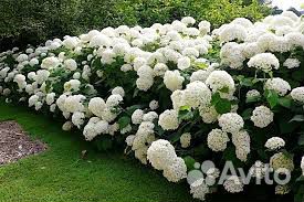 Растения для декоративного оформления участка