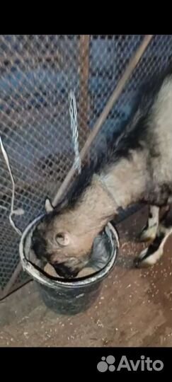 Продается коза
