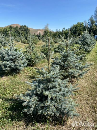 Ель голубая глаука