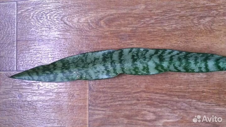 Плющ. Сансевиерия. Сциндапсус золотистый. Каланхоэ