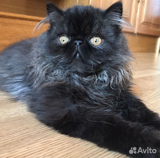 Персидские котята