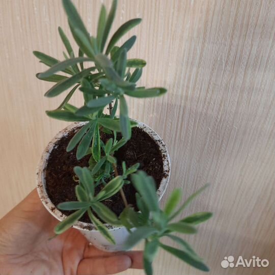 Лаванда вариегатная Platinum Blonde