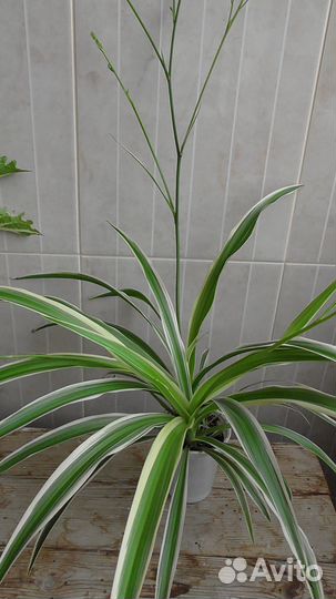 Хлорофитум несколько растений