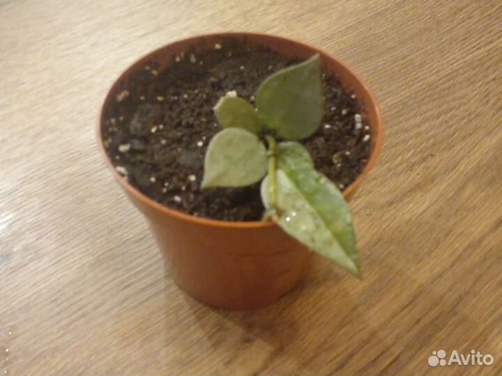 Хойя эскимо